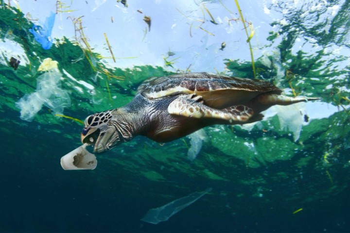 World Oceans Day: UK joins fight against plastic pollution with nationwide events